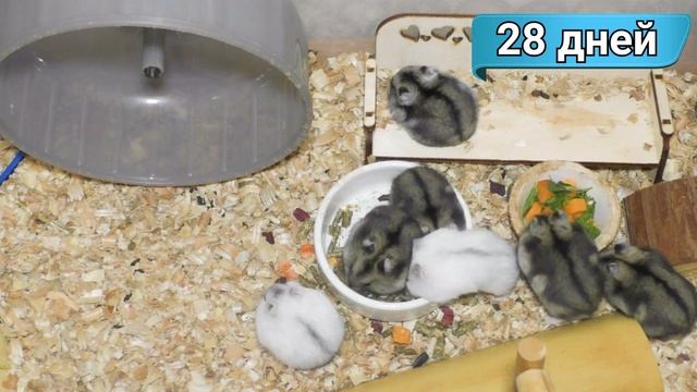 Джунгарские хомяки 22-28 дней. Выбираем какого хомячка оставим себе смотреть онлайн