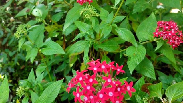 നാടൻ പൂന്തോട്ടം|flower garden смотреть онлайн