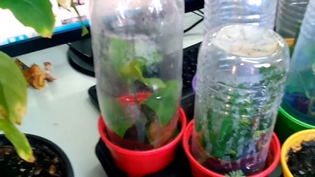 Размножение комнатного лимона - есть первые результаты