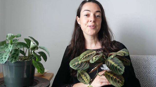 Maranta Moves - Mouvements De Maranta