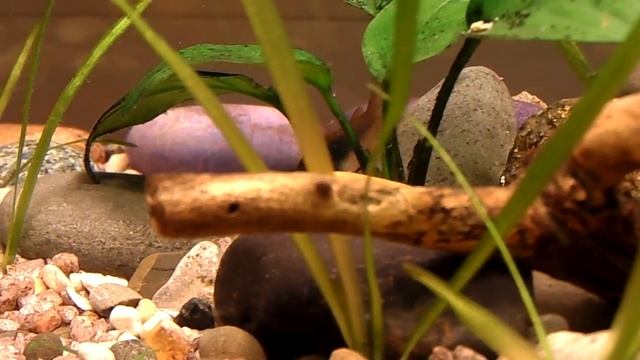 Классический аквариум с Наннакара блю неон. смотреть онлайн