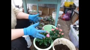 пересаживаю цветущие розы из магазина в большие горшки