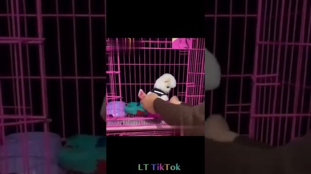 Tik Tok Chó Phốc Sóc Mini | Cute and Funny Dogs | Best Funny Dog Videos Compilation #12 смотреть онлайн