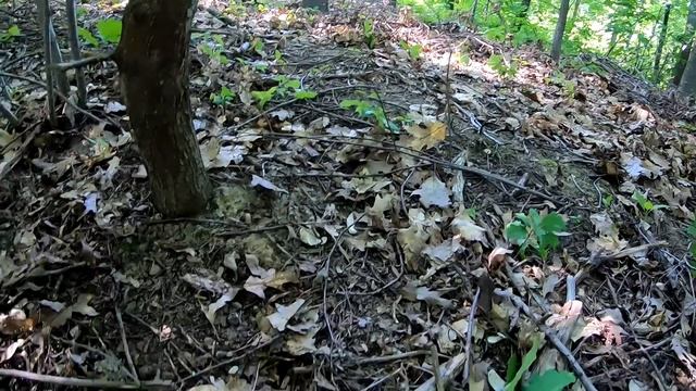 ОНИ ПО ВСЮДУ! Идем и ТОПЧИМ БЕЛЫЕ ГРИБЫ! Это просто ГРИБНОЙ БУМ! ГРИБНИКИ в ШОКЕ! смотреть онлайн