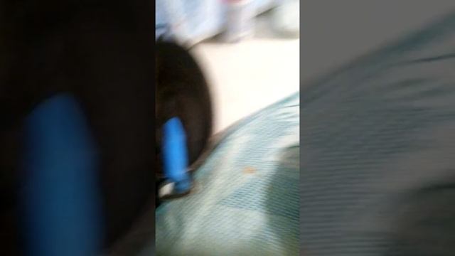 вот такой мой веганский обед!!