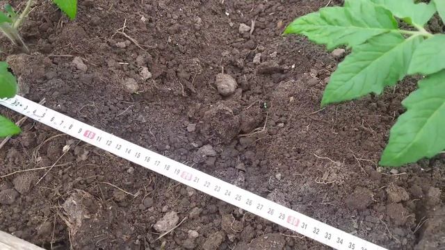 Какое сделать расстояние между ТОМАТАМИ при посадке. смотреть онлайн