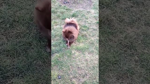 А Вы хотите самую лучшую собаку? Тогда Вам к нам.Щенки Шпиц,Документы,Доставка+79788972514 смотреть онлайн