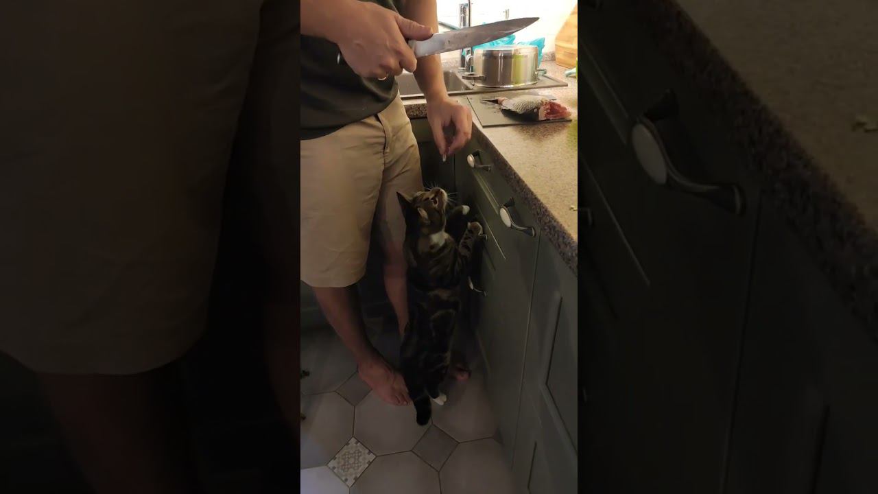 Мяу смотреть онлайн