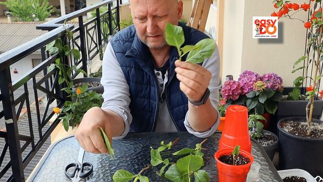 Ορτανσία (Υδραγγεία). Πολλαπλασιασμός με μοσχεύματα, 100% επιτυχία! смотреть онлайн