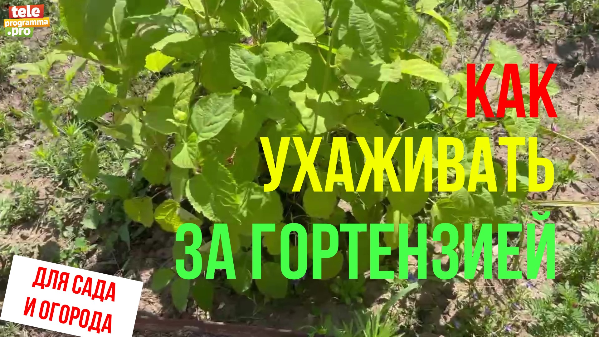 Как ухаживать за гортензией смотреть онлайн