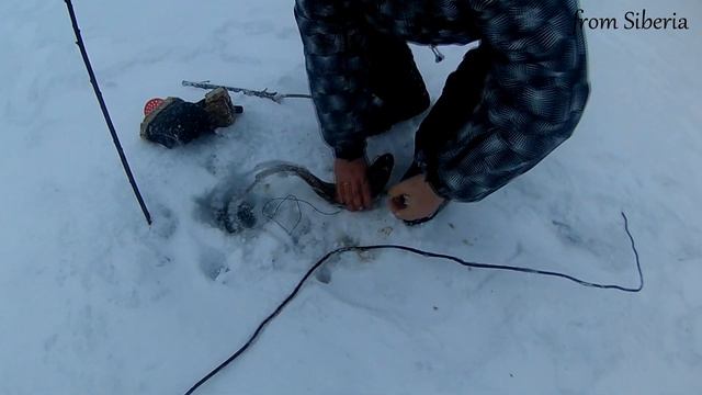 Ловля налима зимой. Проверяем поставушки. смотреть онлайн