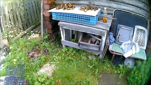 Лен.обл.рыбалка, Отдых после ОНЕГИ Рыба копчёная и Шашлык  машлык,ДАЧА!