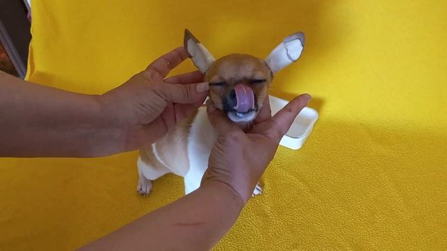 Помогаем встать непослушным ушкам чихуахуа. смотреть онлайн