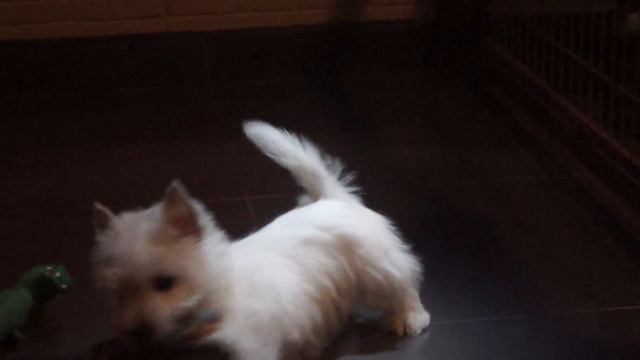 Девочка Вест Хайленд Вайт терьера