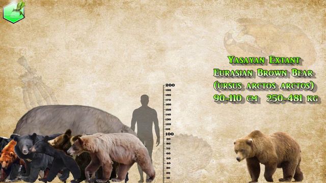 Bear Species Comparison LİVİNG EXTİNCT
