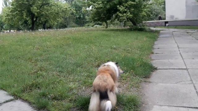 Утреняя прогулка по территории университета Т.Г. Шевченка смотреть онлайн