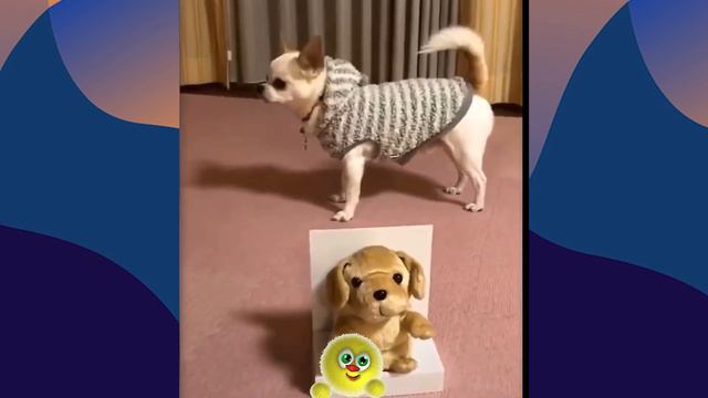 Забавные Домашние Животные, смешные до слез 😹😹 Сдержать смех не получиться 😹😹😹 смотреть онлайн