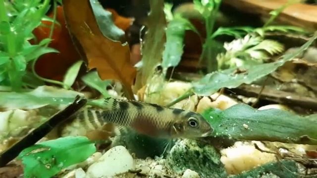 Nanochromis Transvestitus 2021-4-10
