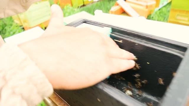 Разработка новых микронуклеусов. Улей ППУ Нижегородец. смотреть онлайн