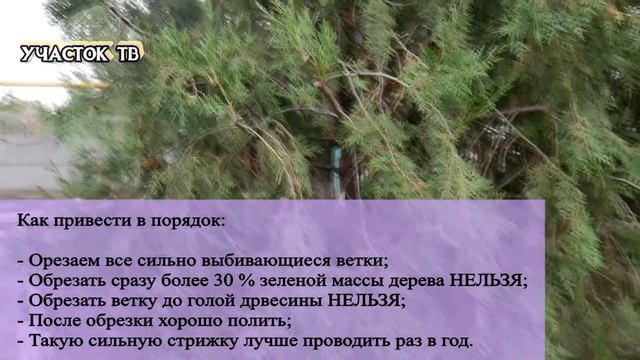 Как Стричь Запущенную Тую - Лысая Туя Внутри - Обрезка Неухоженной Туи