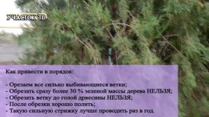 Как Стричь Запущенную Тую - Лысая Туя Внутри - Обрезка Неухоженной Туи