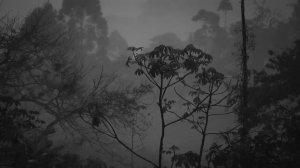 Звуки дождя и грома