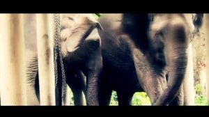 РОДЫ СЛОНОВ! НЕ ДЛЯ СЛАБОНЕРВНЫХ!