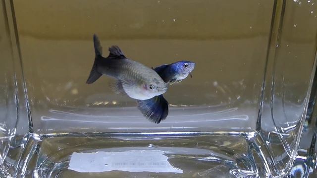 Генетический анализ: проброс и кроссинговер. Часть 6 смотреть онлайн