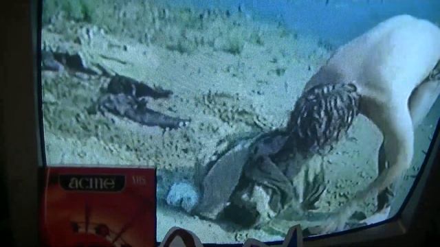 ОБЗОР VHS ВИДЕОКАССЕТ С МАРКУСОМ И ВЕРБЛЮД ИЗ САХАРА. СМОТРИМ 17 МНГОВЕЙ ВЕСНЫ, ТЕРМИНАТОР И КЛИПЫ! смотреть онлайн