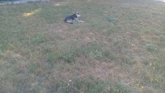 Чернобелое Ухо милая собачка смотреть онлайн