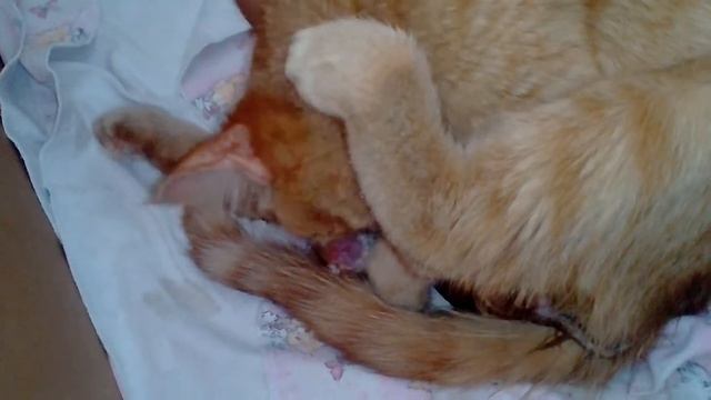 Симка родила только что первого котенка!.Наш первый рыжик!!! смотреть онлайн