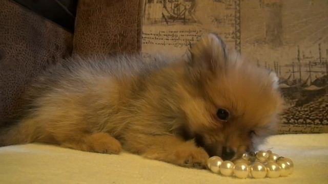 купить щенка померанский шпиц, Питомник "Российский След" РКФ-FCI смотреть онлайн