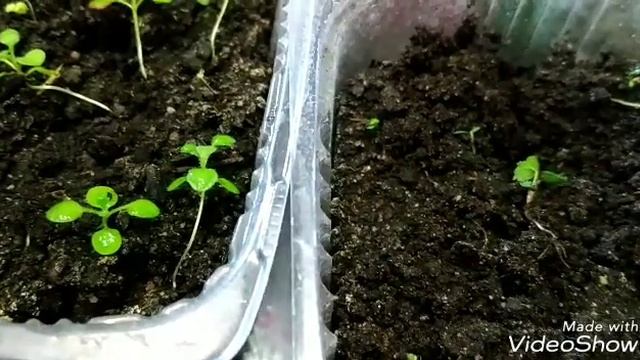 Пикировка Обриеты,Земляники "Темтейшин",Виолы каскадной.В чем разница? смотреть онлайн