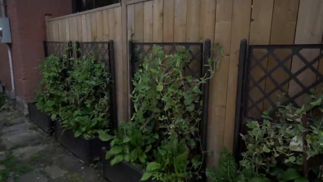 HUGE July Garden haul! Look at these Mouth Watering Veggies! I WOLF OF THE WILD смотреть онлайн