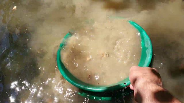 Самородно злато , промито след пролетно пълноводие , от страничен ръкав на реката смотреть онлайн