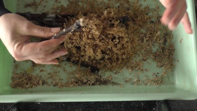 Укоренение черенков винограда. Просто и эффективно! смотреть онлайн