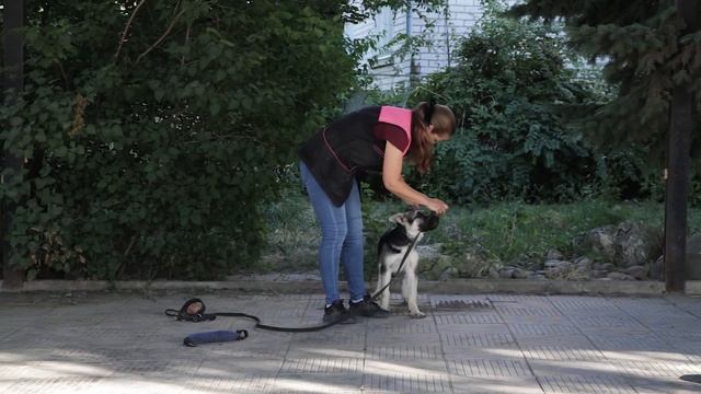 Дрессировка собак. Первая прогулка щенка. Как гулять, чтобы не тянул? смотреть онлайн