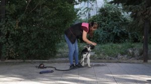 Дрессировка собак. Первая прогулка щенка. Как гулять, чтобы не тянул?