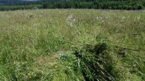 Сенокос 2021, косим Шумахером, обзор Шумахера.