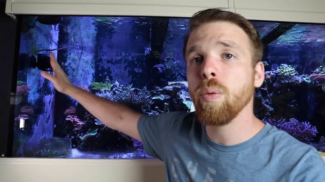 ANEMONES IN THE REEF TANK | Selecting, Keeping, Care, and Hosting смотреть онлайн