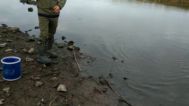 СУМАШЕДШИЙ КЛЕВ ОКУНЯ / Рыбалка на СПИННИНГ. смотреть онлайн