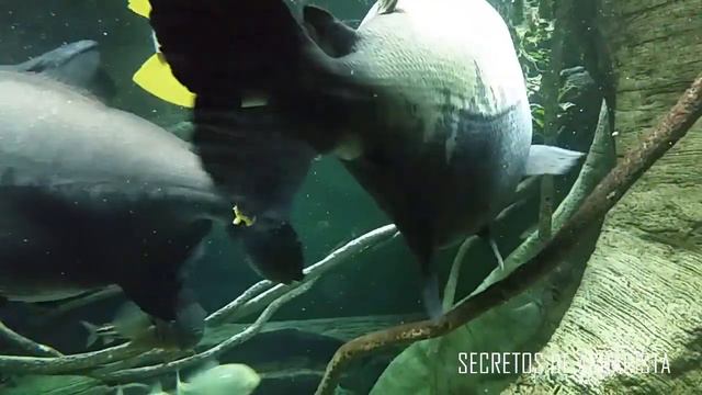 REVIEW: Sobre mi visita al acuario de Nueva York смотреть онлайн