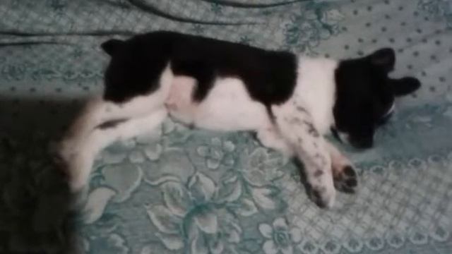 Щенку приснился страшный сон?!