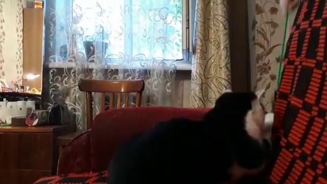 Игры моего кота.? смотреть онлайн