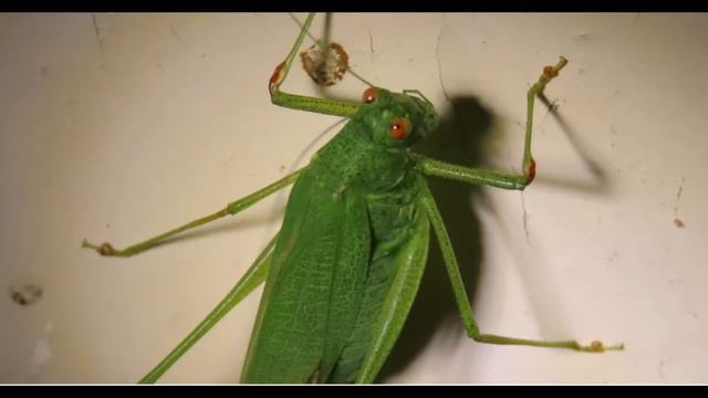 Phaneroptera Tettigoniidae katydids or bush crickets Greece by Theo fotiadis смотреть онлайн