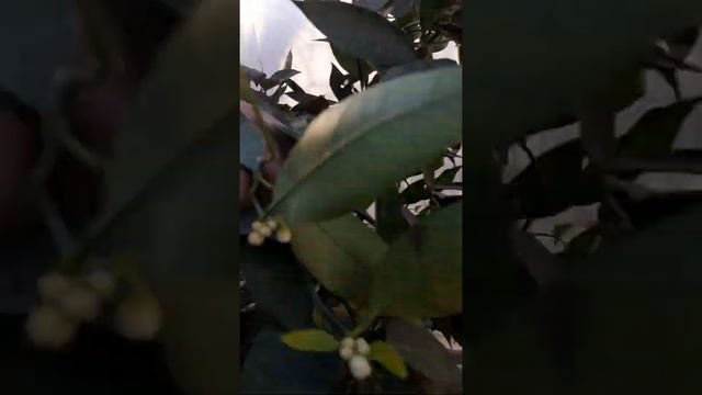 СВОИ ДОМАШНИЕ АПЕЛЬСИНЫ😋🤫🤤 смотреть онлайн