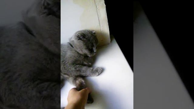Самая красивая кошка в мире смотреть онлайн