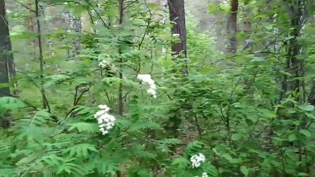 №111 Лес.Деревня.Тогучин.Один в лесу.