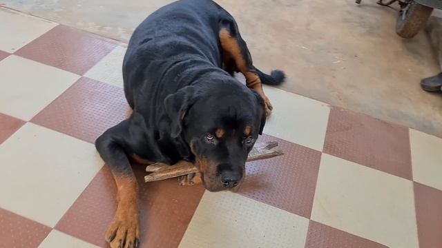 Anshu is falling down because of my dog || funny dog videos. смотреть онлайн