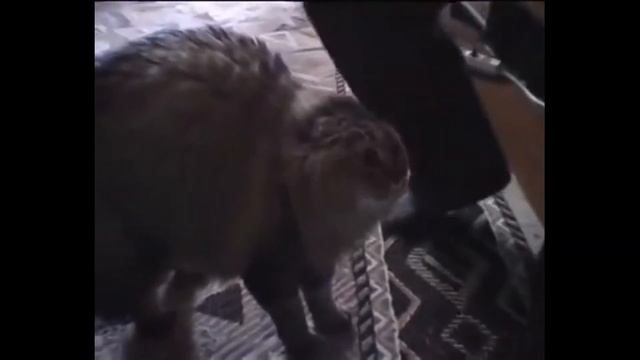 кот певец смотреть онлайн